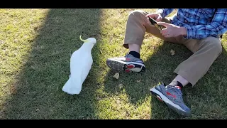 Chaos on the Streets: Hilarious Encounter with Wild Cockatoos and Shoe-playing Shenanigans!