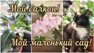 мой балкон! мой маленький садик! обзор комнатных растений