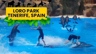 LORO PARQUE (PARK) Tenerife, Spain / DOLPHIN SHOW