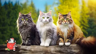 Calming Music for Cats to Calm Down - Stress and Anxiety Relief, Cat Music Therapy, Deep Sleep