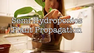 HOW TO PROPAGATE PLANTS IN LECA | 2 WAYS