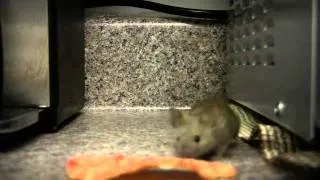 I Have A House Mouse (Trailer)