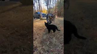 German Shepherd Puppies Meet For The First Time #Shorts