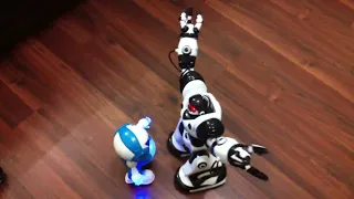 Roaring muscle robot (Robosapien) vs Sound sensor mini robot (Tosy)