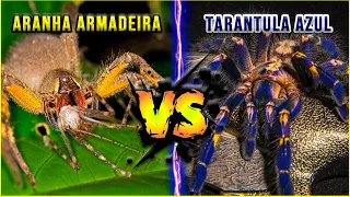 TARANTULA AZUL METALICA VS ARANHA ARMADEIRA