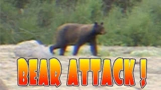 Black Bear Attack - Mom Protects Bear Cub