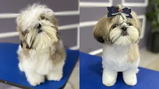 SHIHTZU PUPPY, FIRST GROOMING WITH SCISSOR ✂️❤️🐶 cuteness guaranteed!