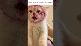 Cute Cat Compilation 2022 #Shorts