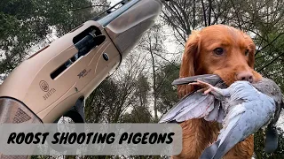 Roost Shooting | Pigeon Shooting | Gun Dog