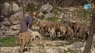 Ovejera de Grazalema