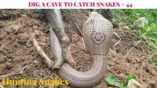 DIG A CAVE TO CATCH SNAKES EPISODE 44: COBRA| Hunting Snakes