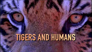 TIGERS AND HUMANS / ТИГРЫ И ЛЮДИ / 2016