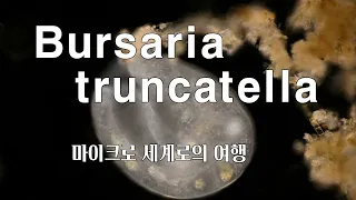 Bursaria Truncatella