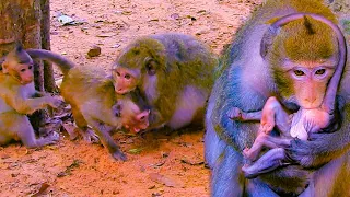 Seruiosly bitten older boy hurtfully, aim to grab some feeds from her tiny baby, Tia wean much as