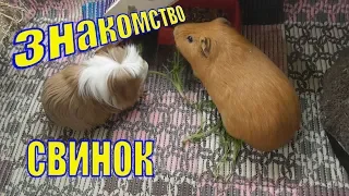 Как познакомить морских свинок/Знакомство двух свинок