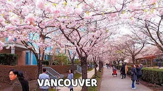 🇨🇦 🌸🌸🌸 Cherry Blossoms in Vancouver.  4K WALK. Vancouver BC, Canada. April 2023.