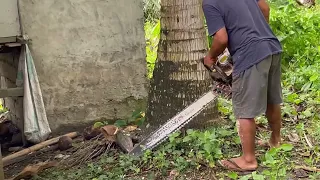 Chain Saw | Cutting Coconut Trees