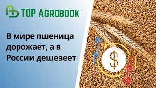 В мире пшеница дорожает, а в России дешевеет. TOP Agrobook: обзор аграрных новостей