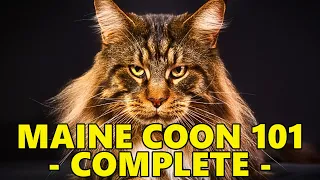 Maine Coon Cat 101 - Complete Guide Before Getting One
