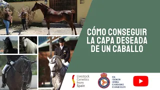 ¿Cómo conseguir la capa deseada de un caballo?