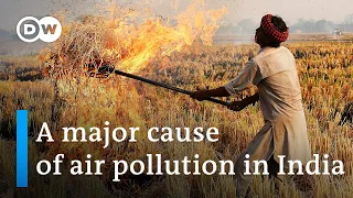 India: Could there be an alternative to 'stubble burning'? | DW News