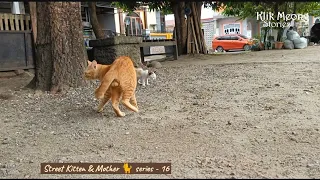 Orange-Cat who Likes to Play with Kitten who are not Her Child 😸
