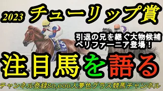 【注目馬を語る】2023チューリップ賞！引退した兄に代わりスターとなるかペリファーニア！強烈な末脚を秘める2勝馬も！