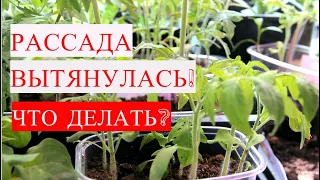 ВЫТЯНУЛАСЬ РАССАДА ТОМАТОВ?! Легко исправить! МОЩНАЯ РАССАДА вместо баобабов!