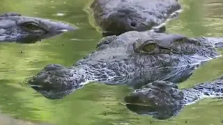 Capturing a Male Crocodile | Croc Crusader | BBC Earth