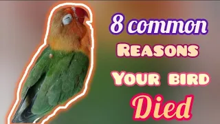 8 Common Reasons your Bird Died l Sudden Death of a Bird | bird dead