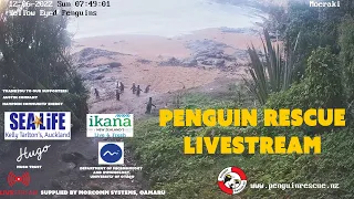 Penguin Rescue NZ Livestream