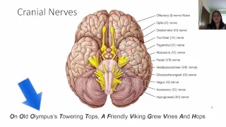 Chapter 14   Cranial Nerves