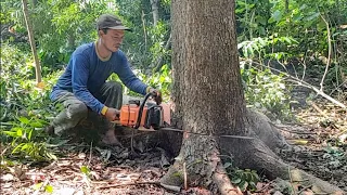 Skills for cutting mahogany trees on the side of the road - Stihl MS381