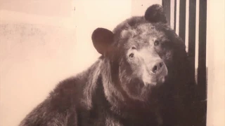 Smokey Bear is buried at Smokey Historical Park