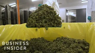 What It's Like Inside A Canadian Marijuana Greenhouse