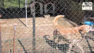 Associação Limiana recolhe animais de rua desde 2002 | Altominho TV