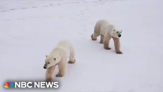 Cameras offer rare glimpse into lives of polar bears as they grapple with less sea ice
