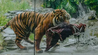 Zoo's big cats enjoy 'super-sized' meals!