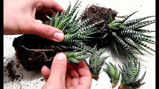 How to grow Baby Haworthia Zebra Plant from cutting very easy