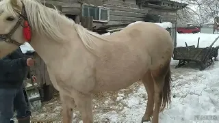 Лошичка🐴 По гарних конях 💪на продажу 💸 коні ваговози. Тернопільщини💪 Коні в Україні 🇺🇦🇺🇦