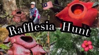 Rafflesia Hunt in Malaysian Rainforest!