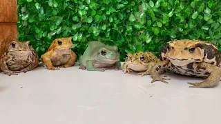 Too lively frog meal！toad&frog. rana y sapo. カエルとヒキガエル