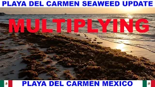 PLAYA  DEL CARMEN BEACH SEAWEED UPDATE - SEAWEED IS MULTIPLYING!