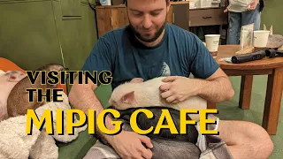 Japan's Micro Pig Cafe - Tokyo Harajuku MiPig Cafe