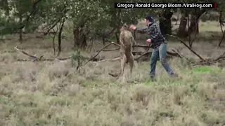 Guy punches kangaroo to save man's best friend