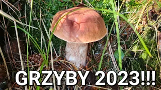 Grzyby 2023!!! Kolejne udane grzybobranie. PRAWDZIWKI.