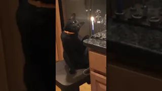 black cat touches candle then gags