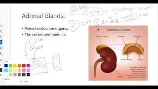 6- Endocrine ( Pathology ) : Pathology of the Adrenal Gland