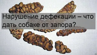 Нарушение дефекации – что дать собаке от запора?