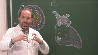 Thorax 4 - Structure du cœur, péricarde, tissu nodal (cours 2021)